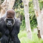 אטרקציות לצעירים בלונדון אטרקציות לצעירים בלונדון